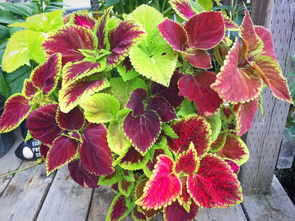 Coleus Plant Seeds