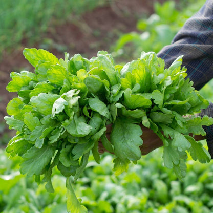 Tong Ho (Edible Chrysanthemum) Vegetable Seeds