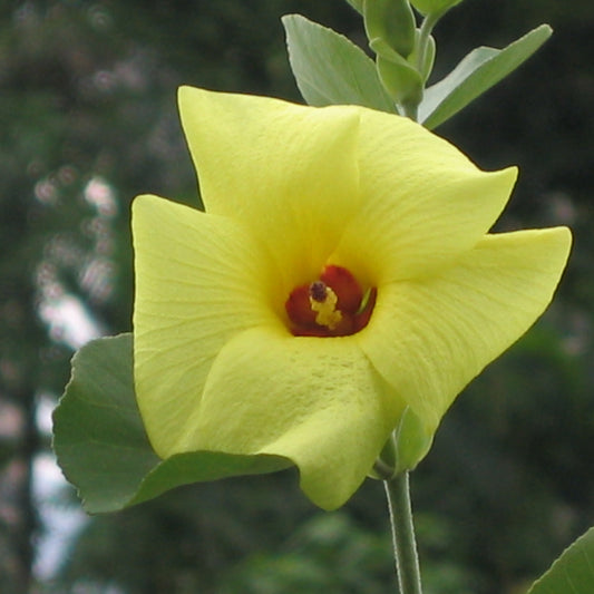 Hibiscus Hamabo Flower Seeds