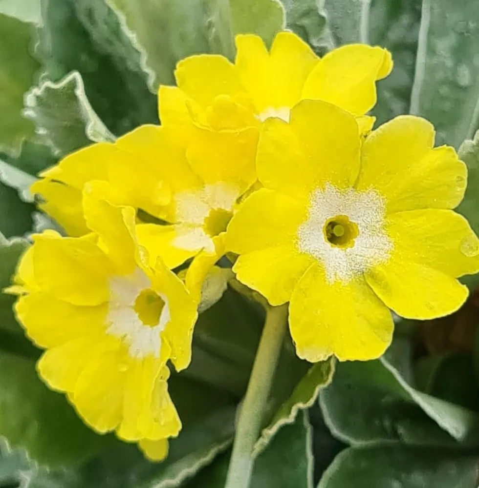 Yellow Primula Auricula Flower seeds for Planting - Pollinator Friendly, Heirloom & GMO Free Seeds for Home Garden