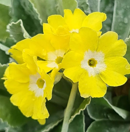 Yellow Primula Auricula Flower seeds for Planting - Pollinator Friendly, Heirloom & GMO Free Seeds for Home Garden