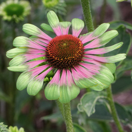 Echinacea Purpurea 'Green Twister' Flower Seeds