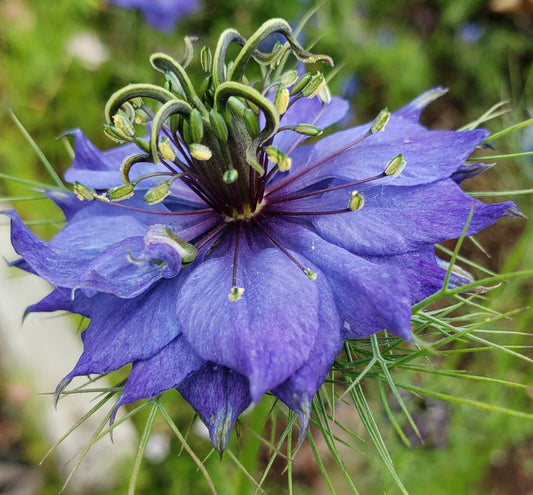 Nigella Hispanica Flower seeds for Planting Easy to Grow Heirloom & GMO Free Seeds for Home Garden 
 
 Sale for planting in home garden