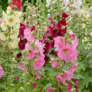 Summer Carnival Hollyhock Flower Seeds