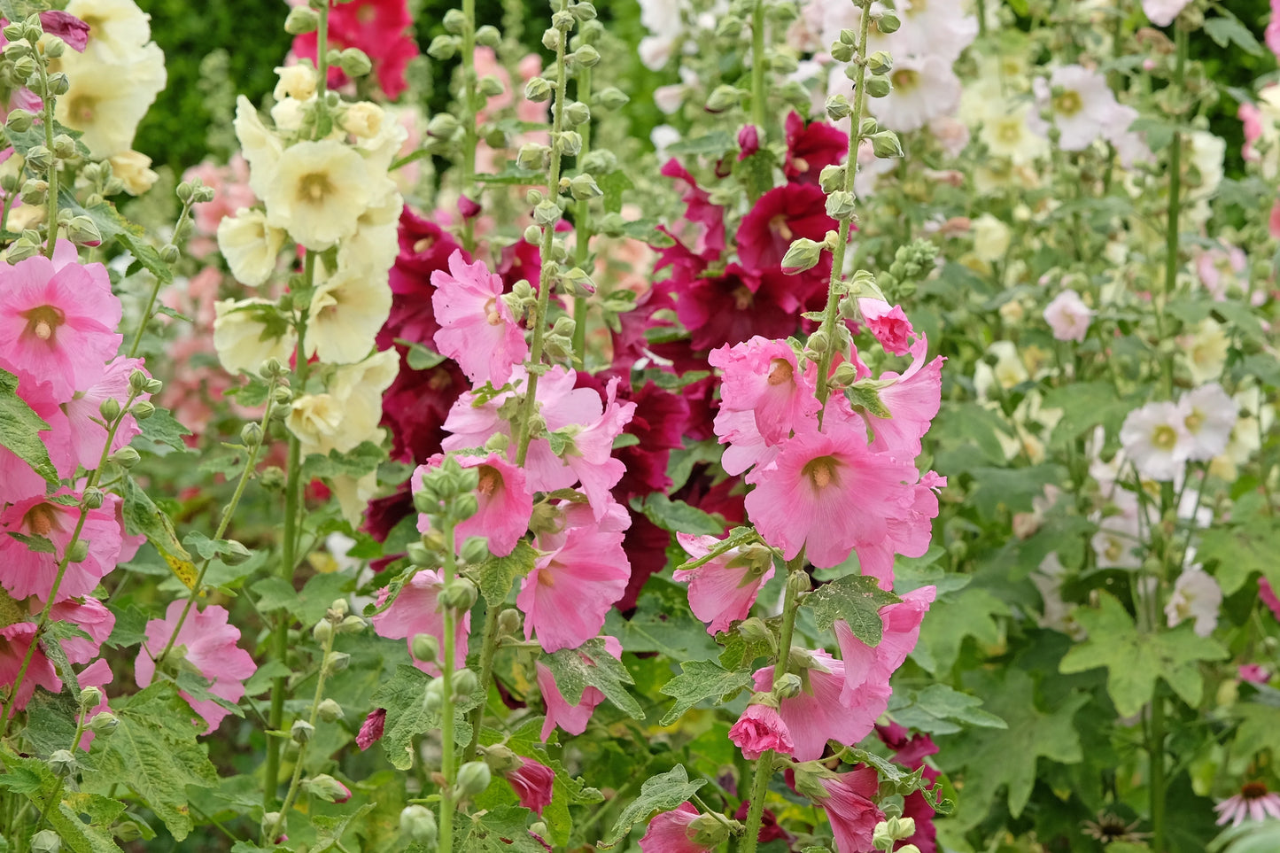 Summer Carnival Hollyhock Flower Seeds