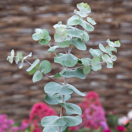 Eucalyptus Pulverulenta Tree Seeds for Planting – Heirloom, Non-GMO, Aromatic, Fast-Growing