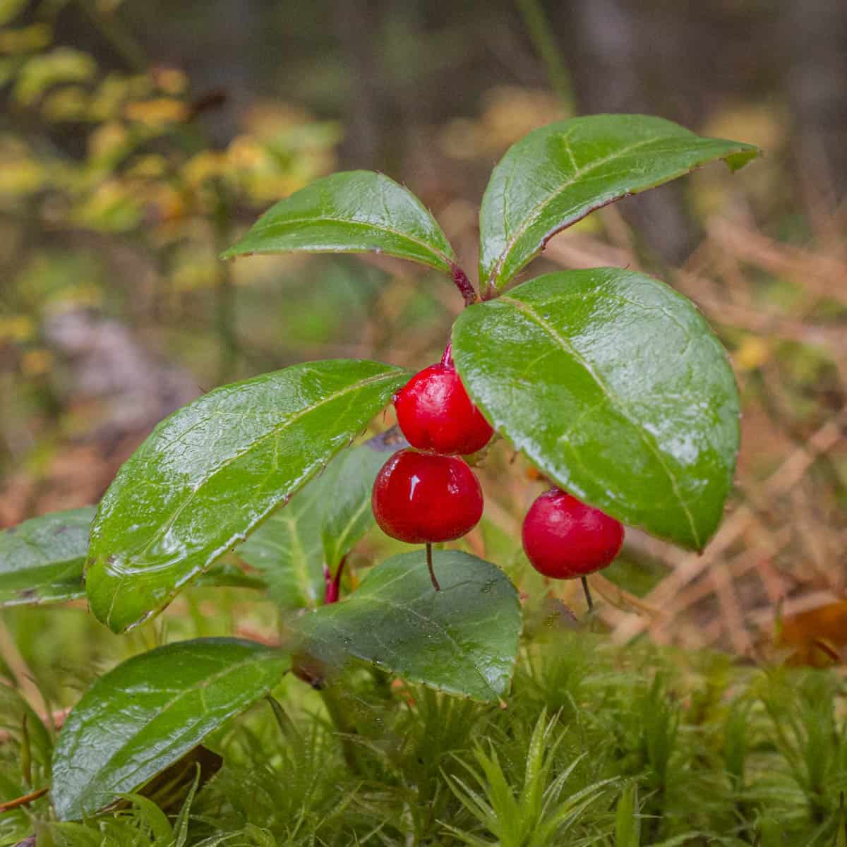 Wintergreen Gaultheria Procumbens Herb Seeds