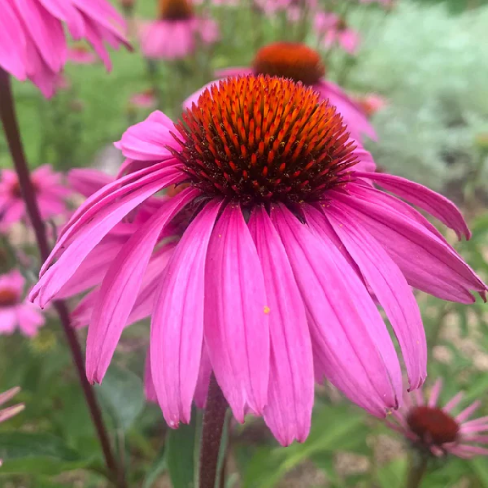 Coneflower 'Baby Swan Pink' Flower Seeds
