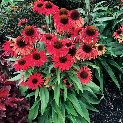 Red Ruby Echinacea Cone flower Seeds