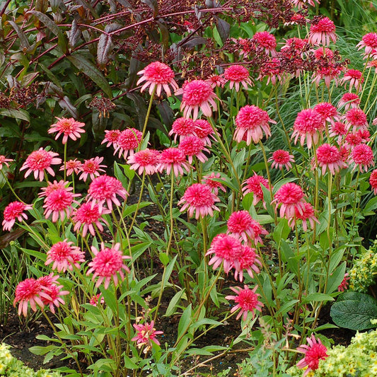 Echinacea Secret Passion Flower Seeds