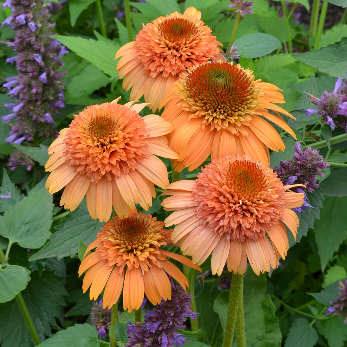 Echinacea Supreme Cantaloupe Flower Seeds