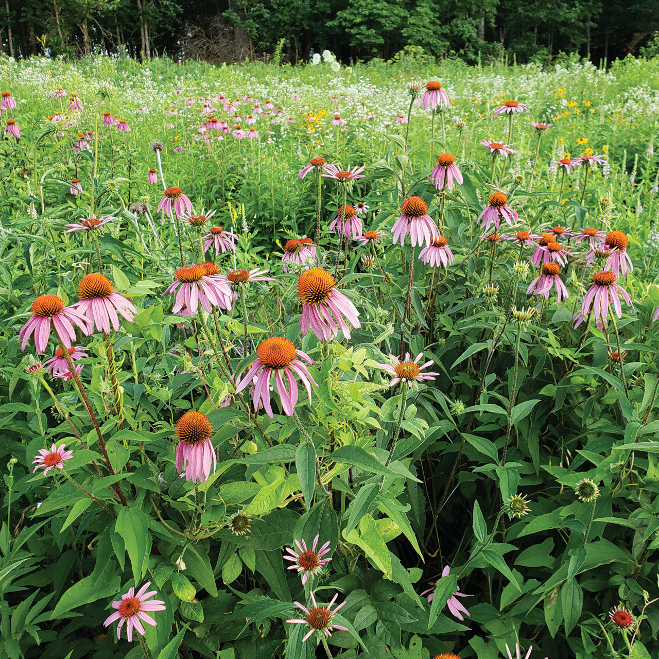 Echinacea Purpurea Flower Seeds