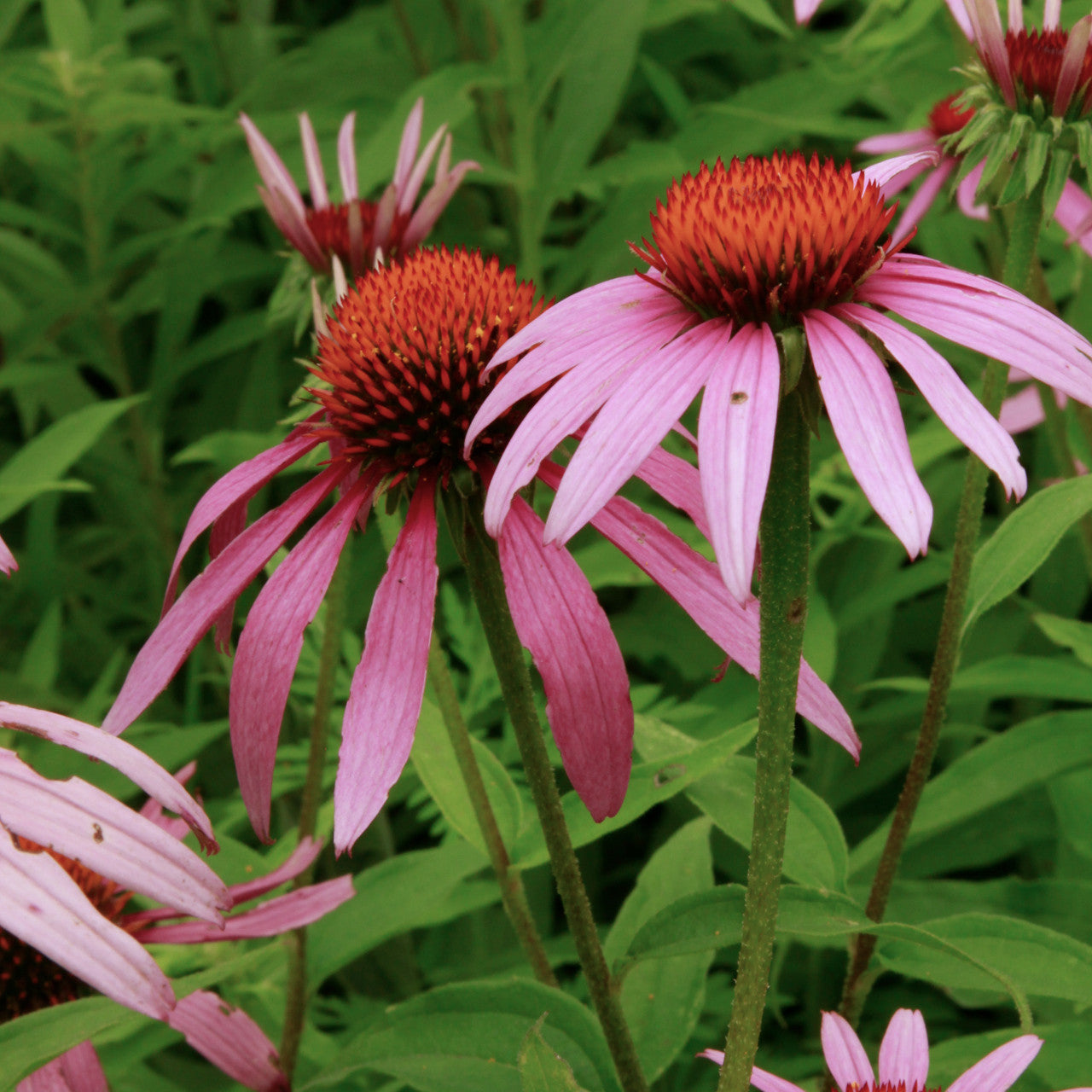 Echinacea Purpurea Flower Seeds