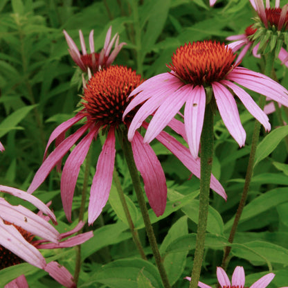 Echinacea Purpurea Flower Seeds