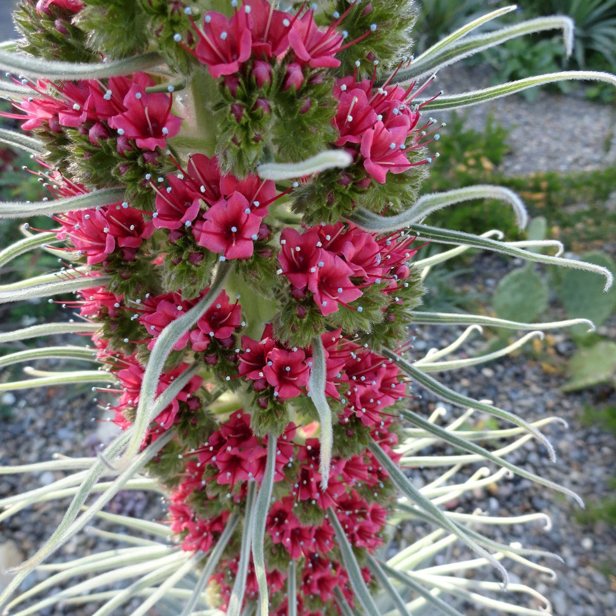 Echium Wildpretii Flower Seeds