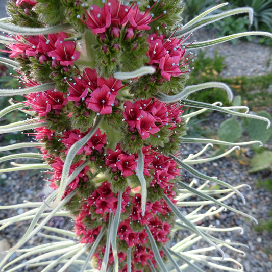 Echium Wildpretii Flower Seeds