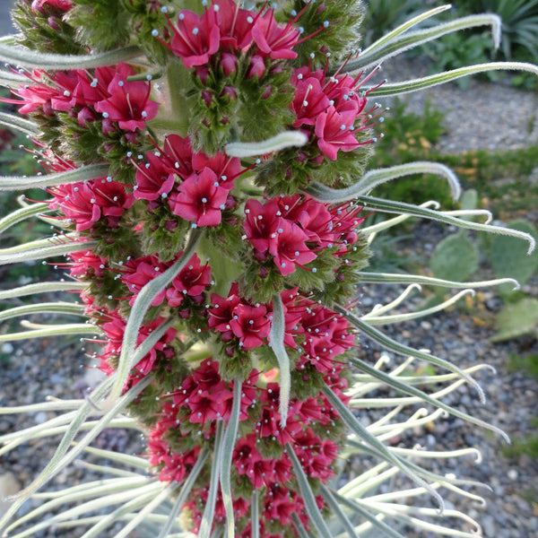 tower of jewels plant seeds Echium Wildpretii (Tower of Jewels) Flower Seeds for Planting – Heirlo – Pure Asia Seeds