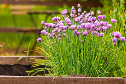 Edible Chives and Purple Flowers

