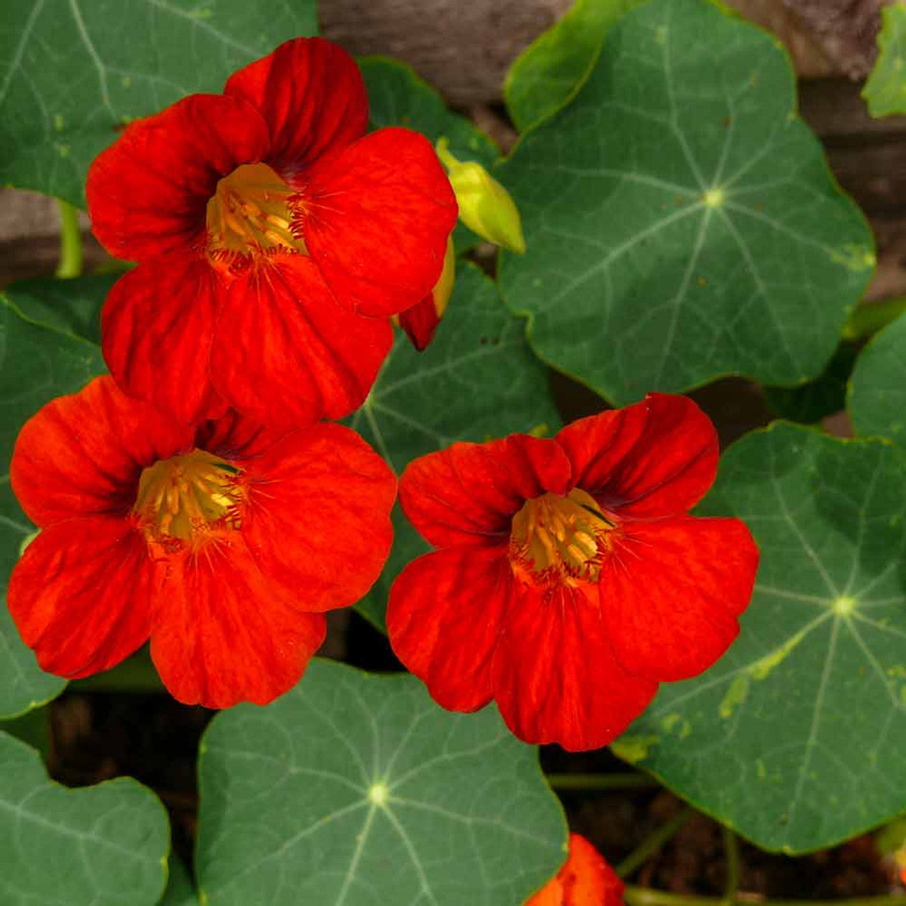 Red Nasturtium Flower Seeds