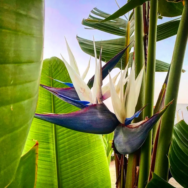 Strelitzia Nicolai Flower Seeds for Planting – Heirloom, Non-GMO, Easy –  Pure Asia Seeds