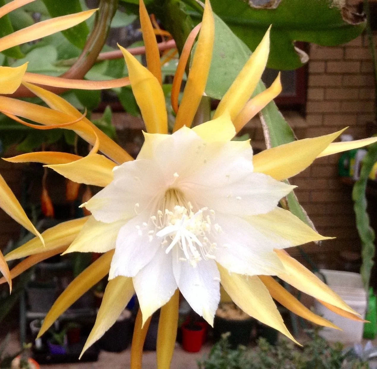 Epiphyllum Anguligar Flower seeds for Planting Sun Loving Heirloom & GMO Free Seeds for Home Garden 
 
 Sale
