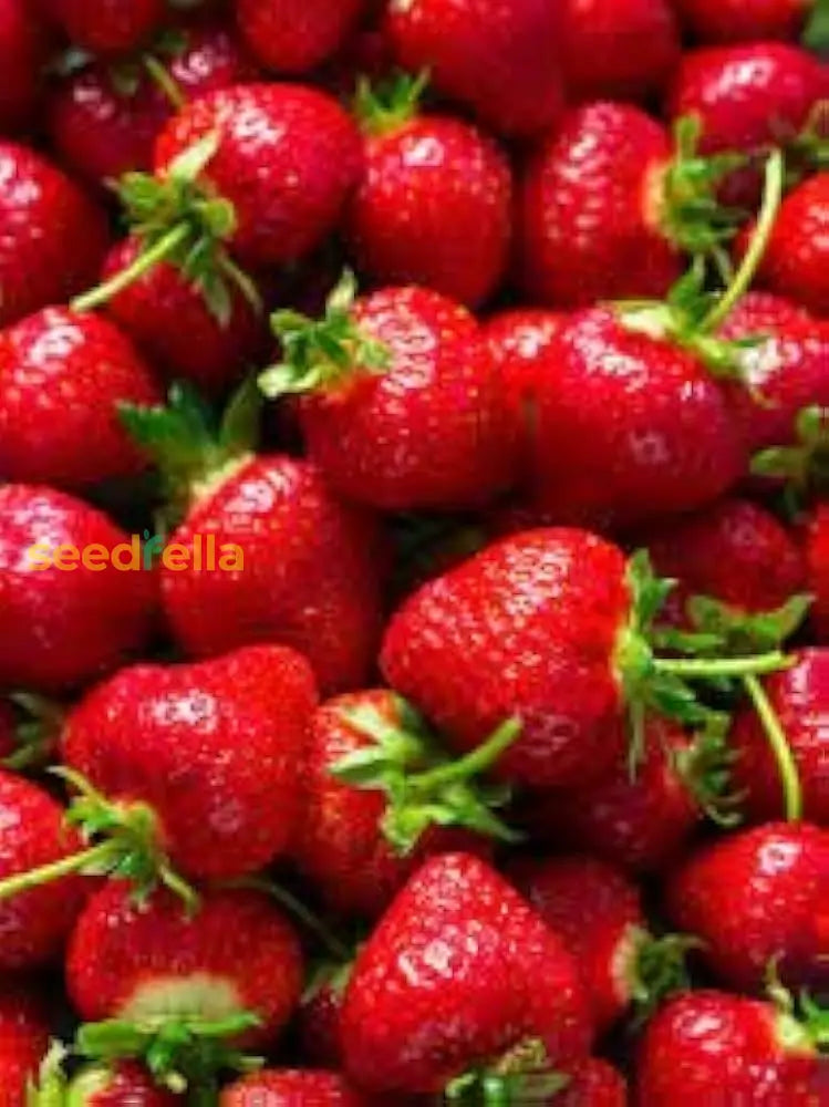 Erdbeere Strawberry Seeds for Planting - Grow Juicy Homegrown Strawberries