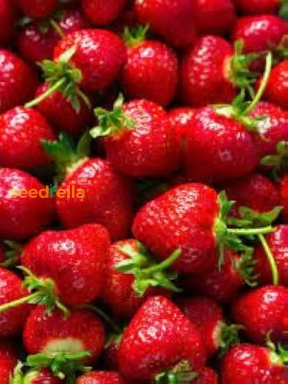 Erdbeere Strawberry Seeds for Planting - Grow Juicy Homegrown Strawberries