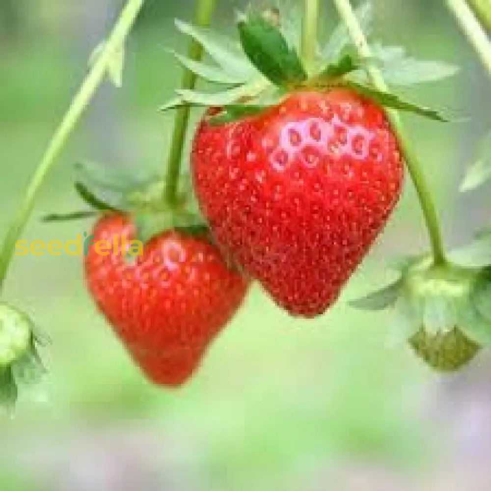 Erdbeere Strawberry Seeds For Planting Grow Juicy Homegrown Strawberries heirloom non-gmo organic garden seeds