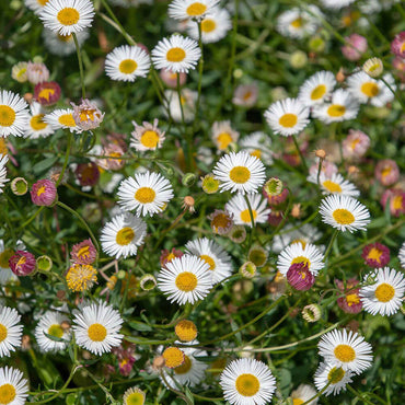 Santa Barbara Daisy Flower Seeds