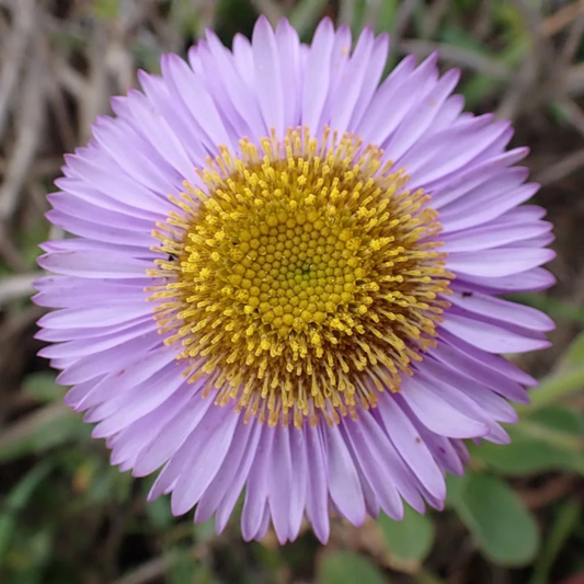 Seaside Daisy Flower Seeds