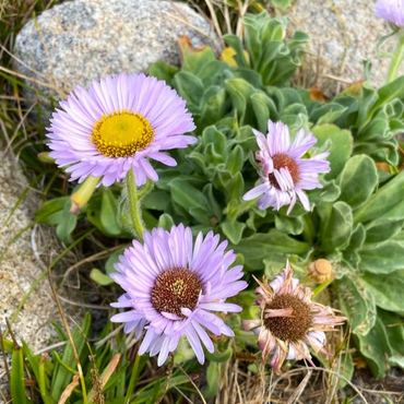 Seaside Daisy Flower Seeds