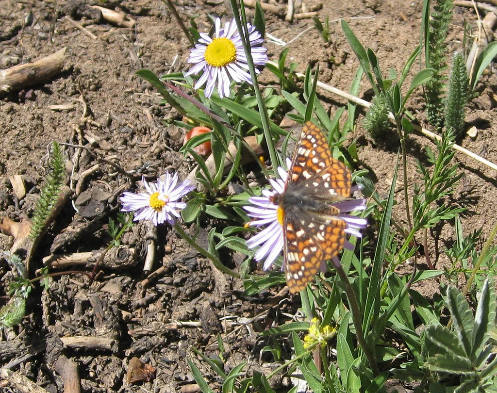 Showy Fleabane Daisy Herb Seeds