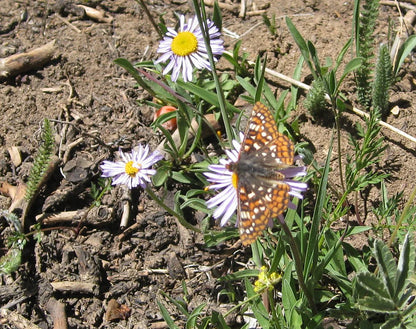Showy Fleabane Daisy Herb Seeds
