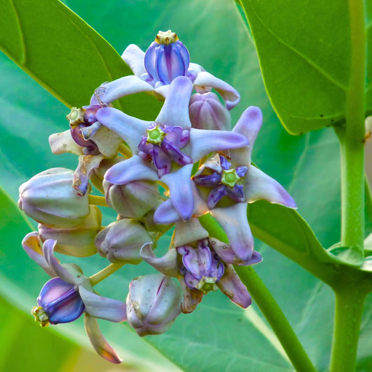 Purple Calotropis Gigantea Flower seeds for Planting - Pollinator Friendly, Heirloom & GMO Free Seeds for Home Garden
 
 Sale