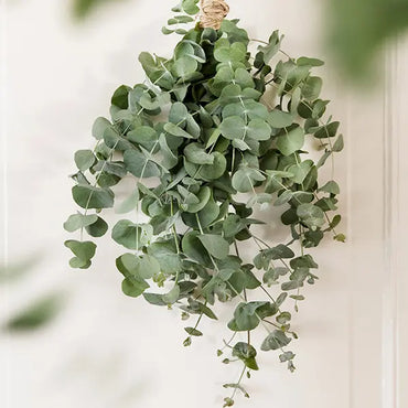Semi di albero di Eucalyptus Cinerea
