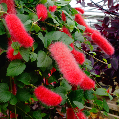 Semillas de flores de Acalypha Pendula (chenilla enana)