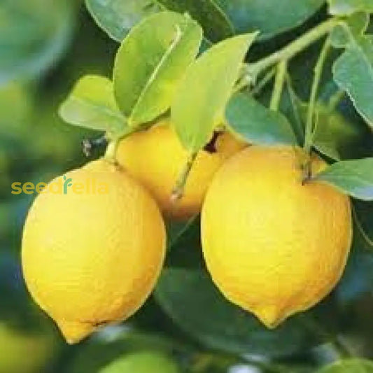 Eureka Fruit Seeds For Easy Planting heirloom non-gmo organic garden seeds