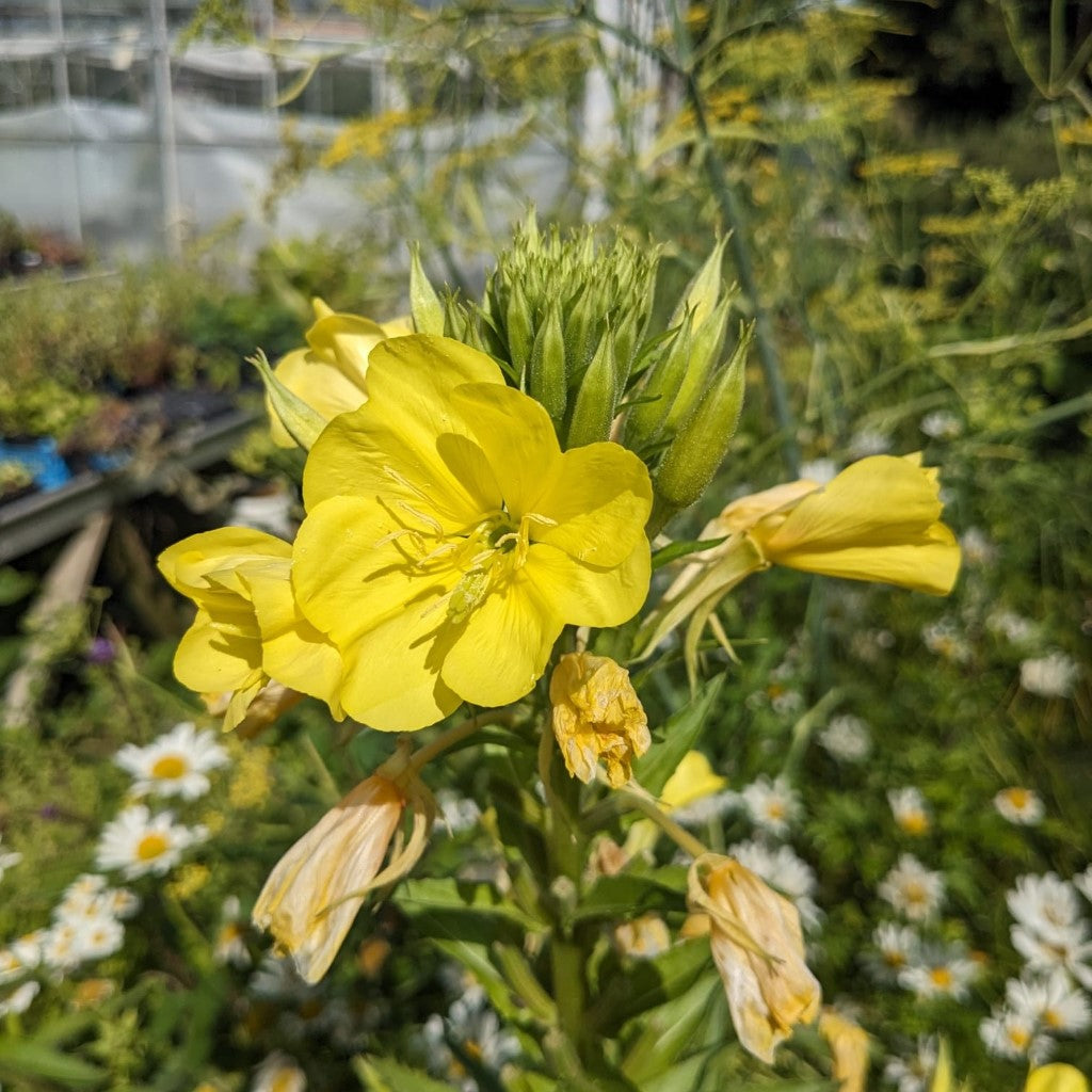 Yellow Evening Primrose Flower Seeds