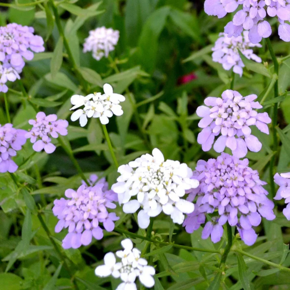 Iberis Gibraltarica Flower Seeds