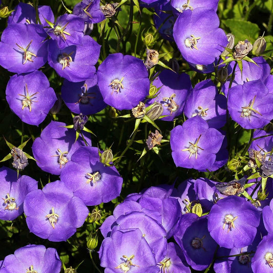 Tussock Bell flower Seeds