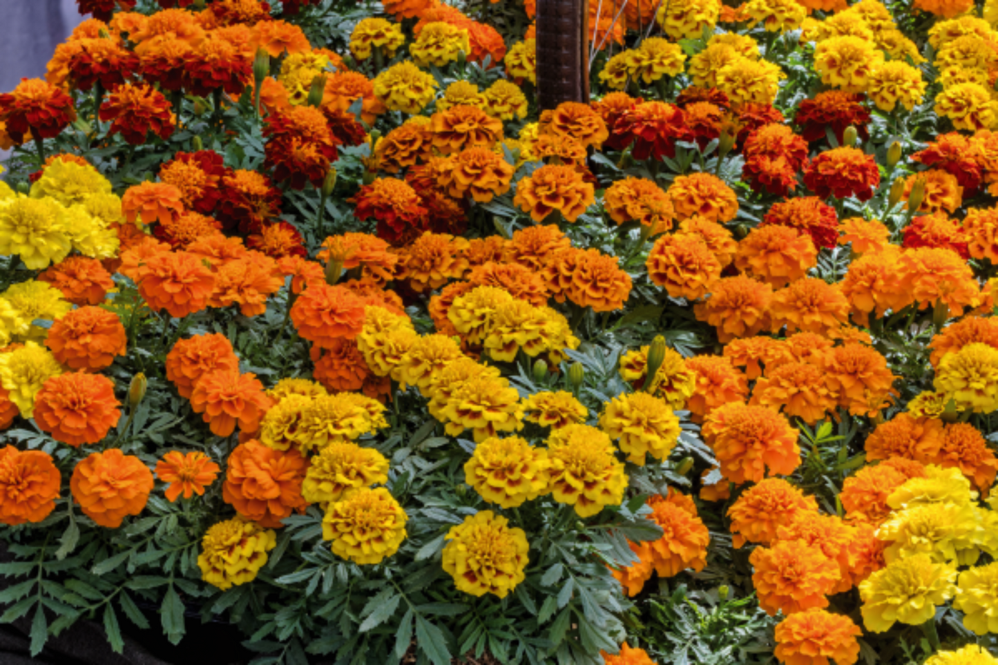 French Marigold 'Little Hero Mixed' – Compact & Colorful Garden Flower Blend
