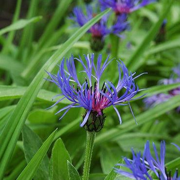 Bachelor's Button Flower Seeds
