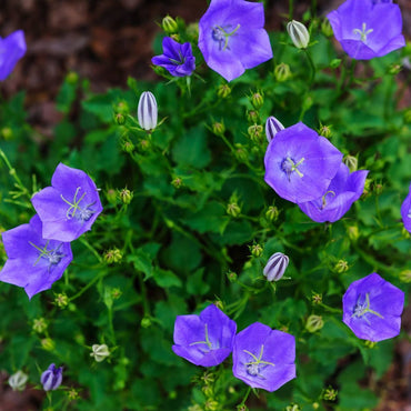Tussock Bell flower Seeds