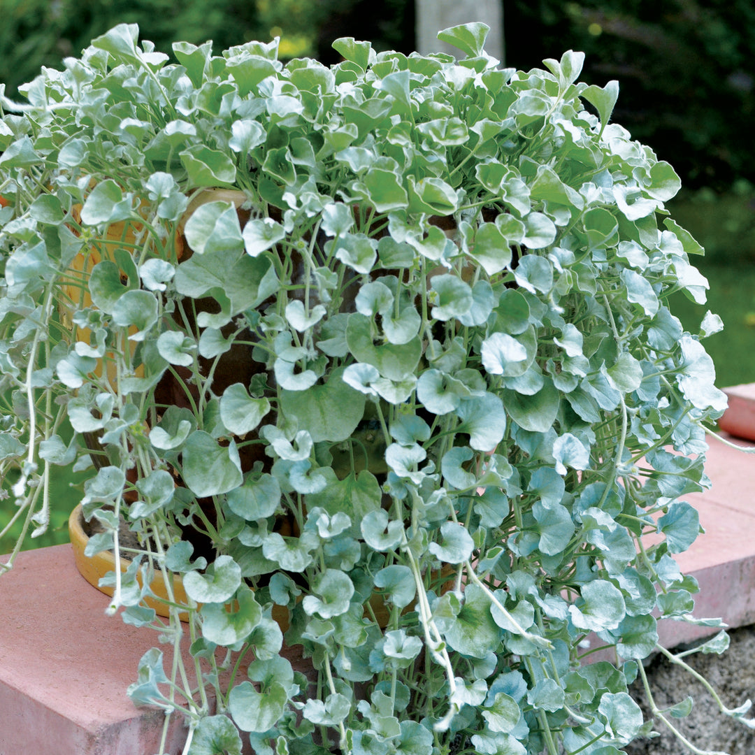 Dichondra Silver Falls Flower seeds for Planting - Drought Tolerant, Heirloom & GMO Free Seeds for Home Garden
 
 Sale for planting in home garden