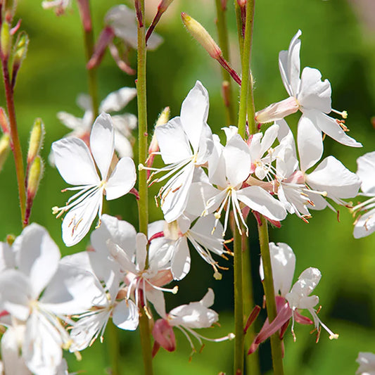 Gaura Lindheimeri Flower Seeds