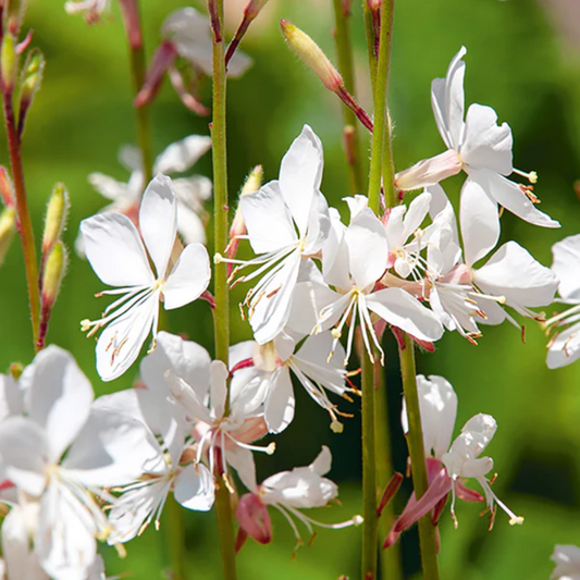 Gaura Lindheimeri Blumensamen