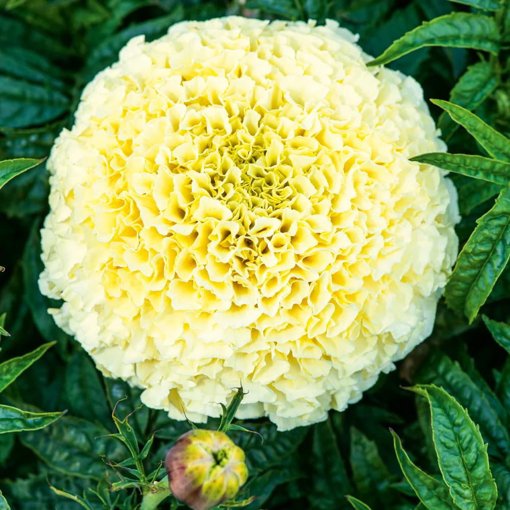 american seed marigold American Eskimo Marigold Flower Seeds for Planting – Heirloom, Non-GMO – Pure Asia Seeds