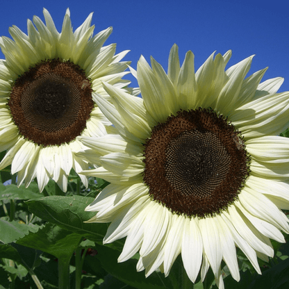 white sunflower seeds to plant Snow White Sunflower Seeds for Planting – Heirloom, Non-GMO, Easy to G – Pure Asia Seeds