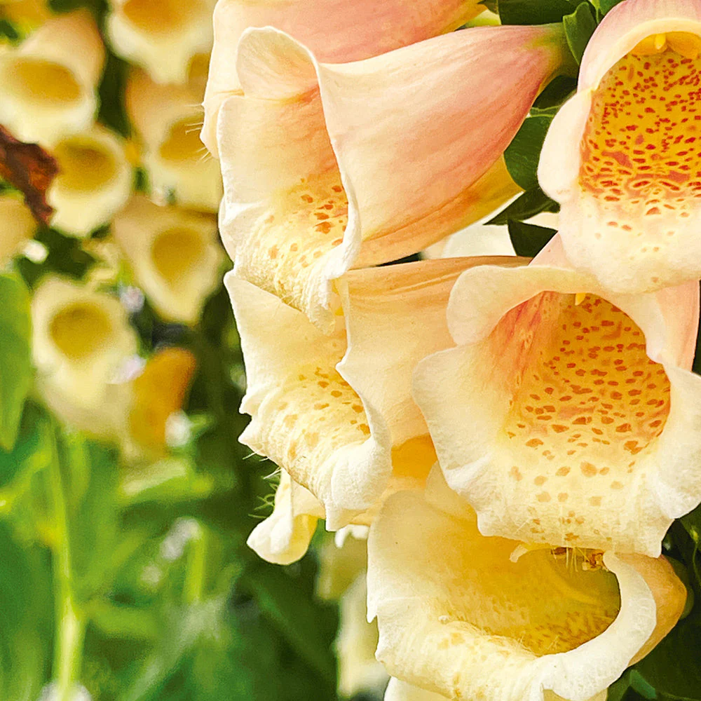 Yellow Foxglove Flower Seeds