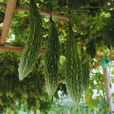 Semi di verdura di melone amaro